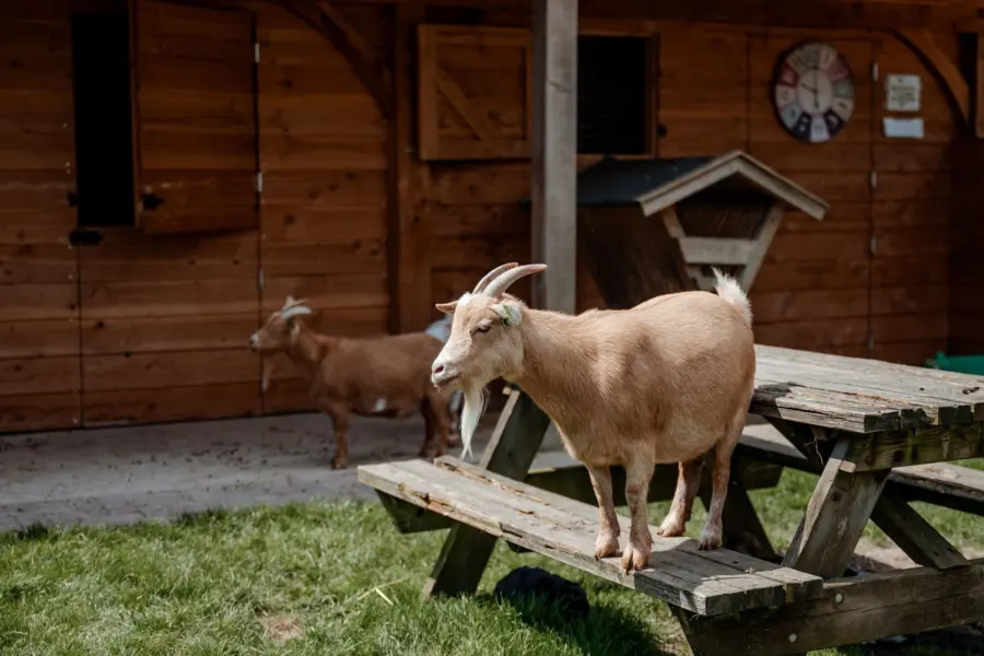 Kinderboerderij