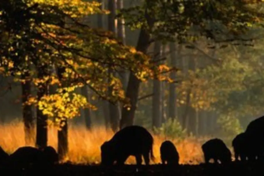 Jan niebeek veluwe