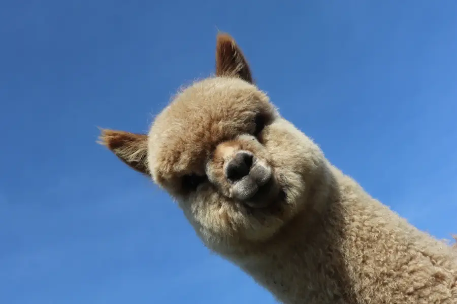 Nacho