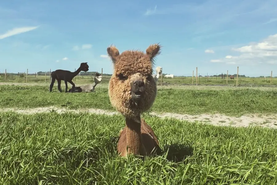 Alpaca farm