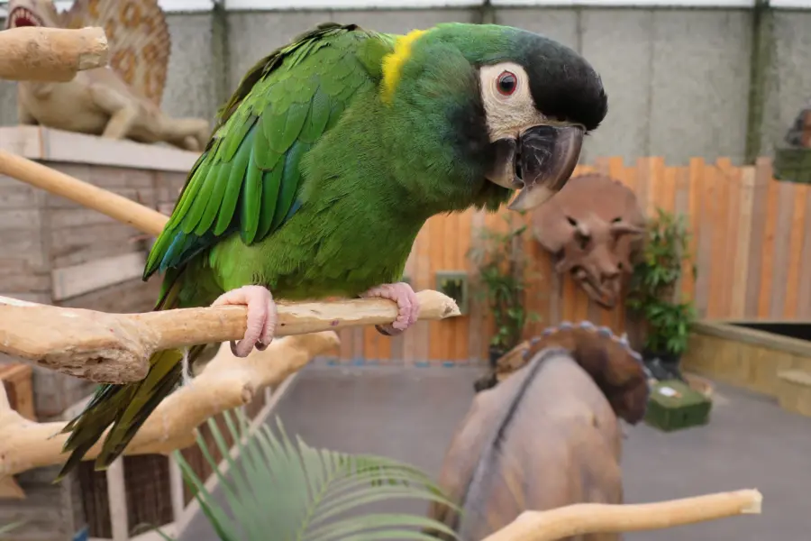 Zeeland tropicalzoo